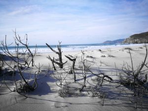 fotos arena de la playa que se encuentra a 2 Km de la casanosa