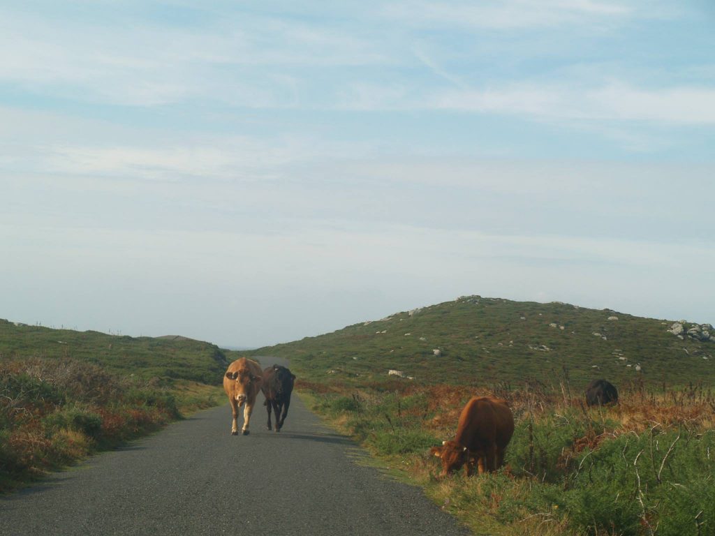 Vacas pastando al borde del camino en Touriñán, Muxía