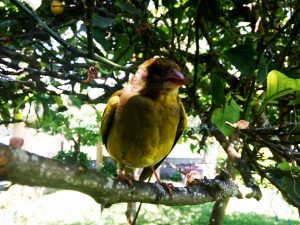 Perico canario posado en rama de un árbol de casanosa
