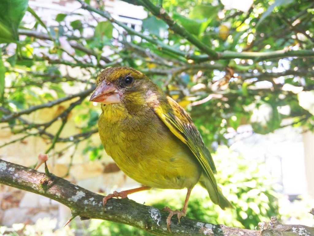 pájaro en una rama del jardín de caSAnosa