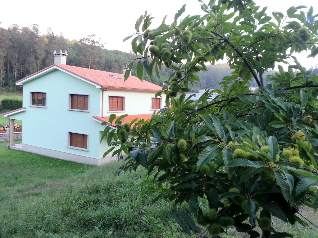 fotografía del castaño de la casa