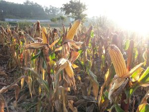 Maíz en el campo antes de su recolecta, caSAnosa