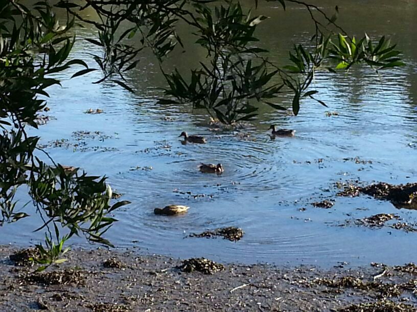 Patos silvestres en la ría de Lires, caSAnosa
