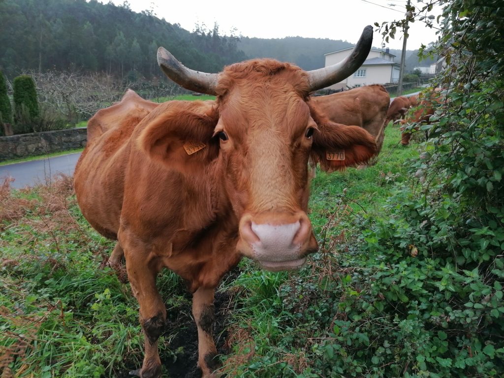 Vaca loura mirando a cámara,caSAnosa
