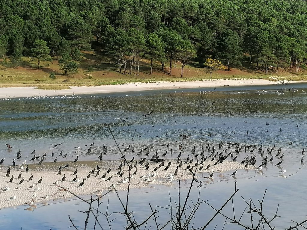 Ría de Lires