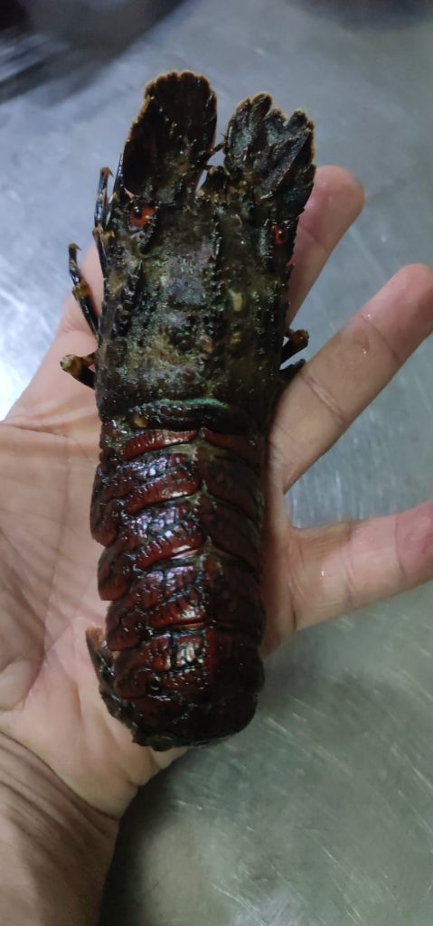 Santiaguiño rojo, caSAnosa