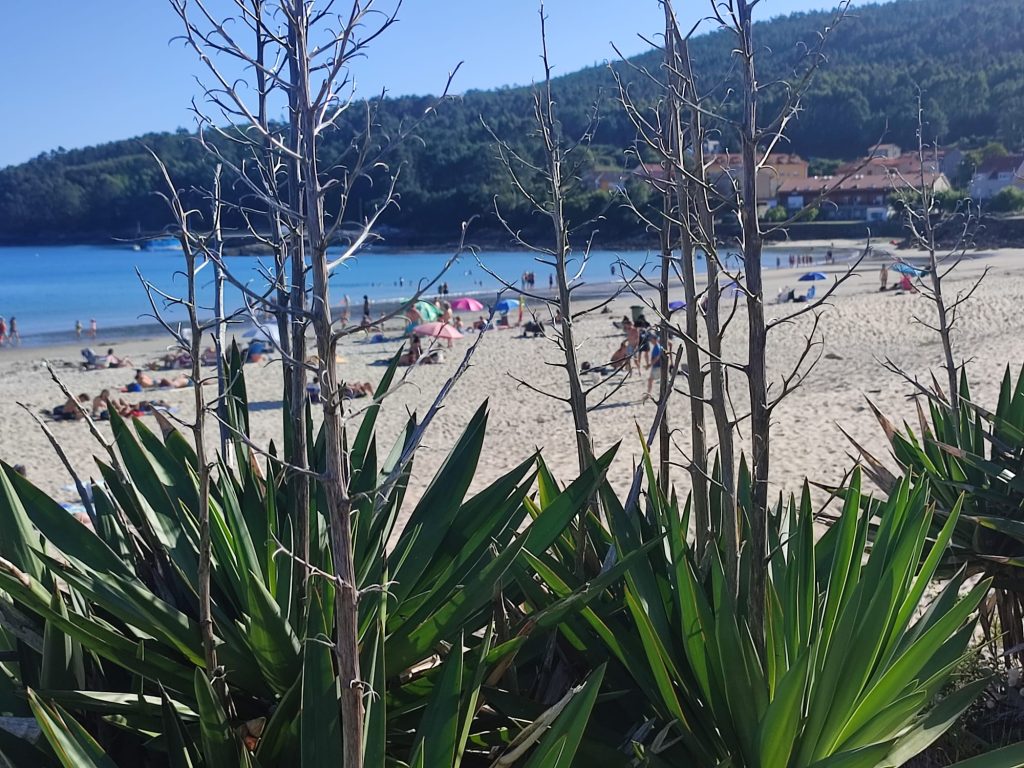 Vegetación en la duna de la playa de Sardiñeiro, Fisterra