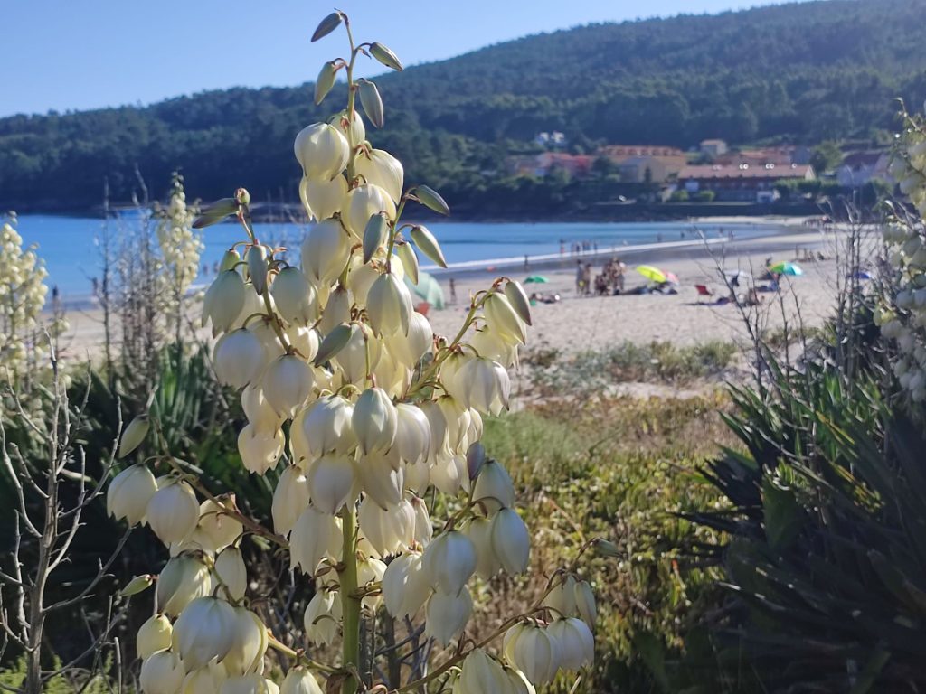 Detalle de la flora a pie de playa en Sardiñeiro, Fisterra