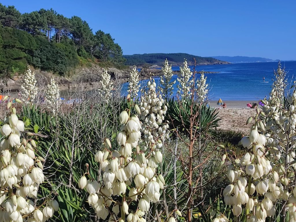 Flores en el paseo de la la playa de Sardiñeiro, Fisterra