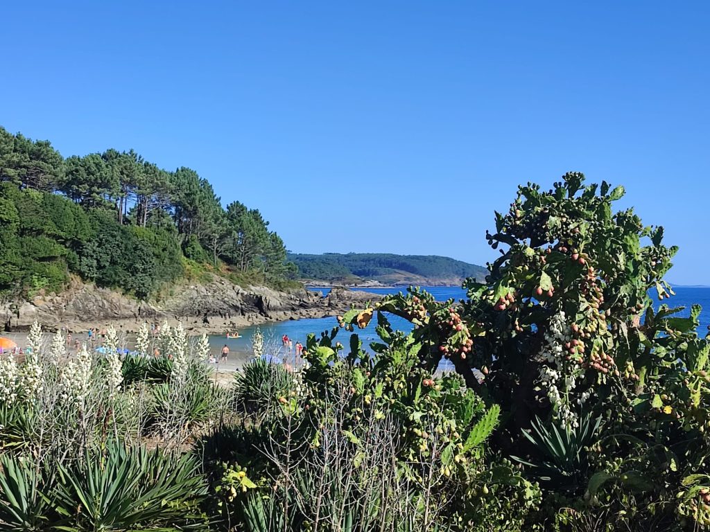 Higos chumbos a pie de la playa de Sardiñeiro, Fisterra