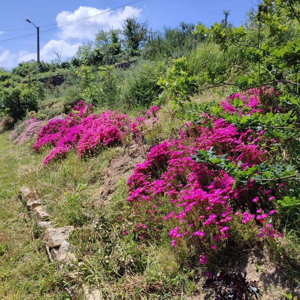 Jardín aromático