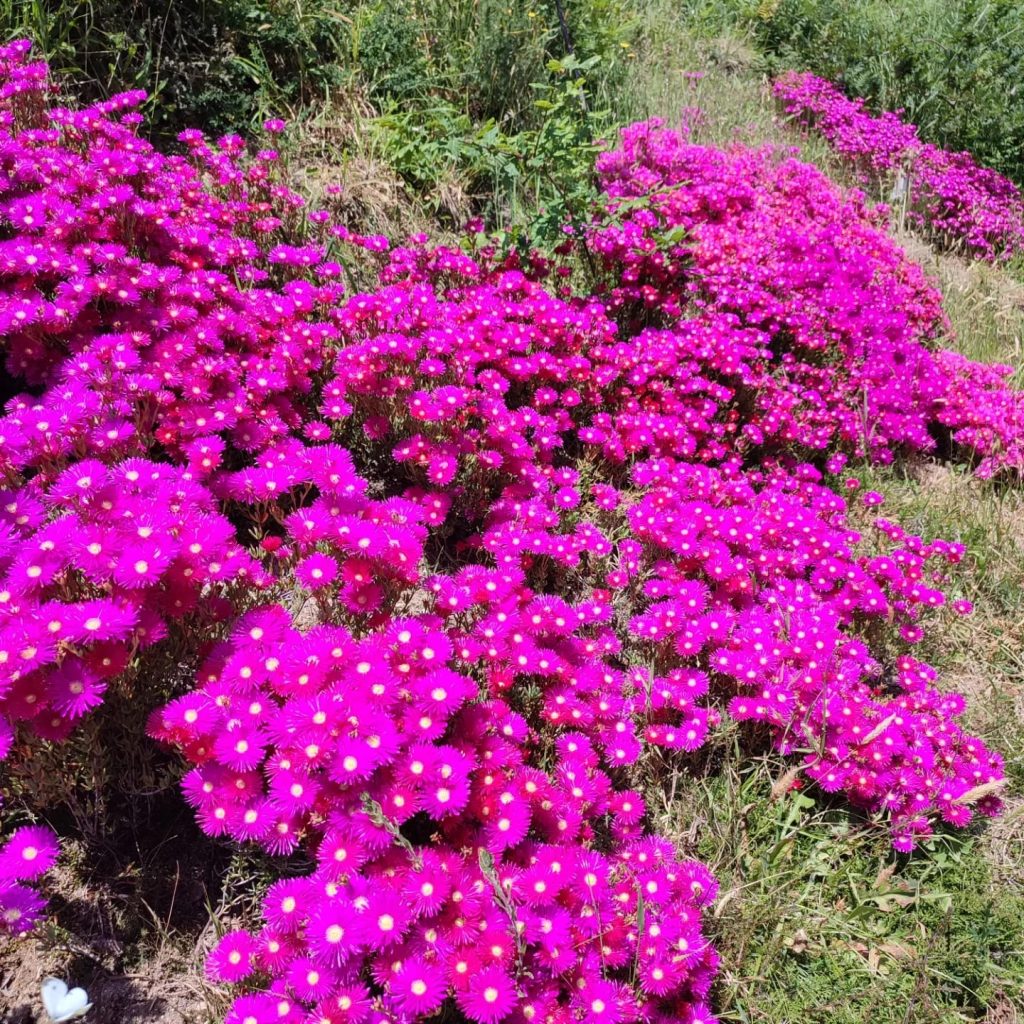 Jardín aromático