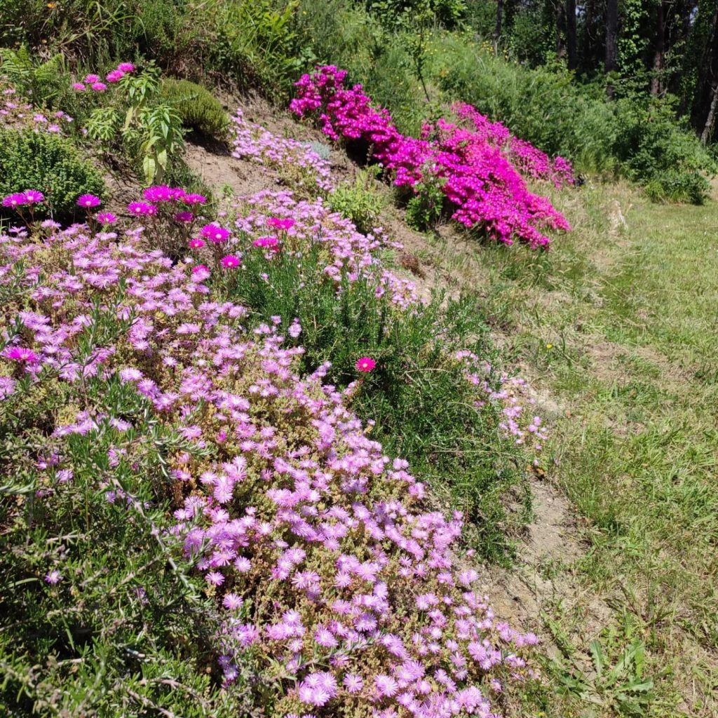 Jardín aromático