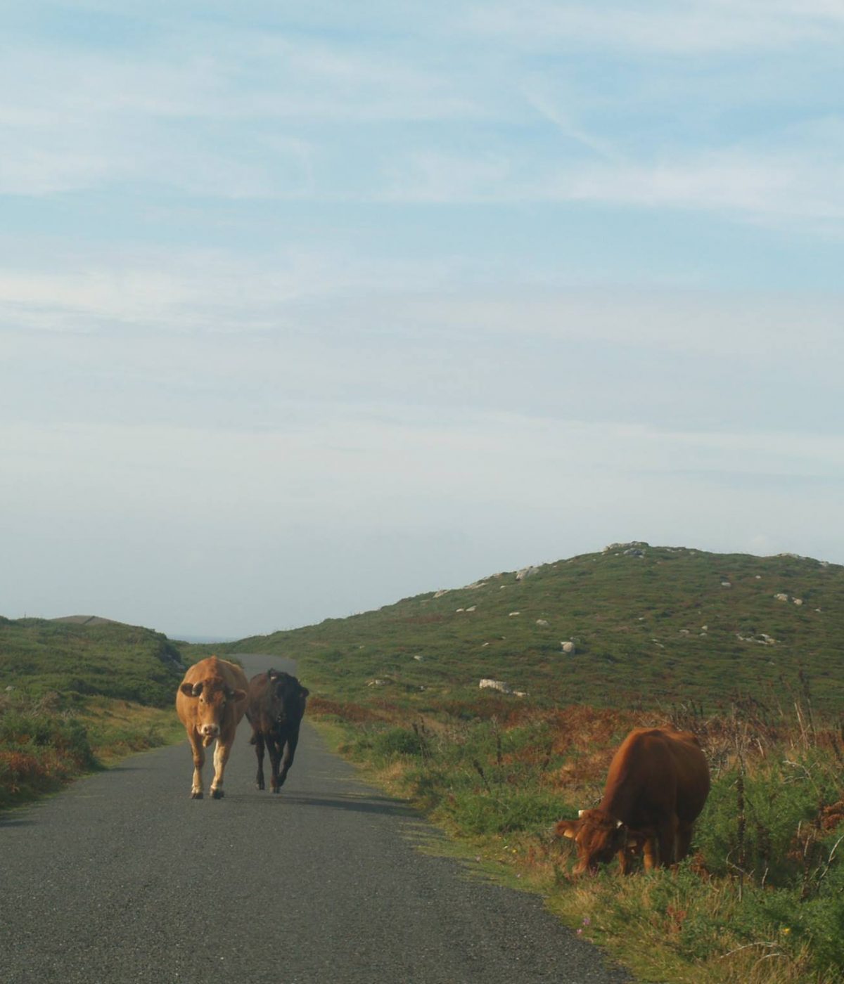Vacas pastando al borde del camino