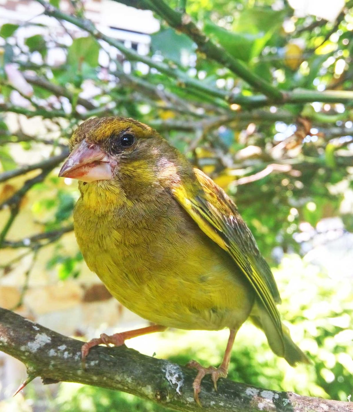 pájaro en una rama del jardín